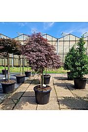 Acer palm. Tamukeyama C80 Lit. Na steblu 110 cm Krošnja 80-100 cm
