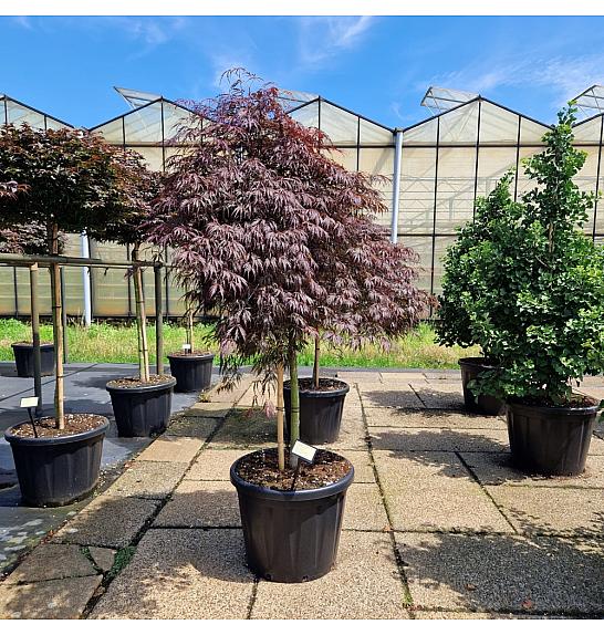 Acer palm. Tamukeyama C80 Lit. Na steblu 110 cm Krošnja 80-100 cm