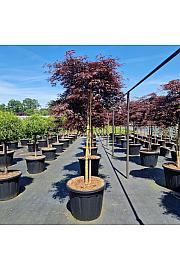 Acer palm. Tamukeyama C130 Lit. Na steblu 160 cm Krošnja 80-100 cm