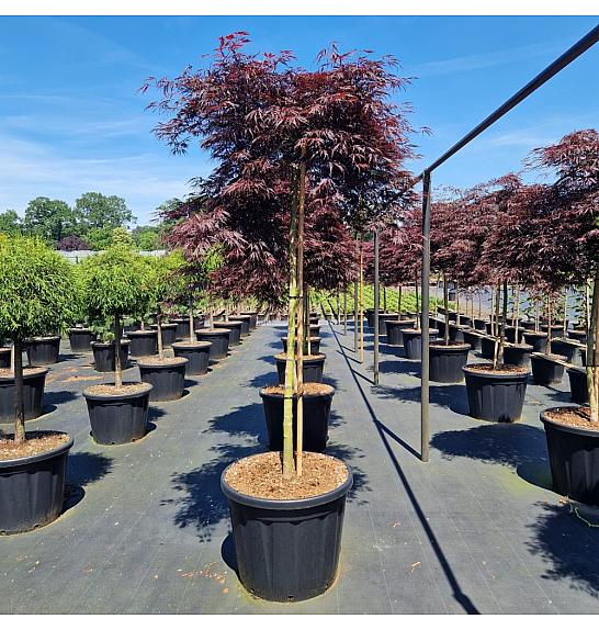 Acer palm. Tamukeyama C130 Lit. Na steblu 160 cm Krošnja 80-100 cm