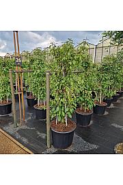 Callicarpa bodinieri Profusion C65 Lit. 150+ cm