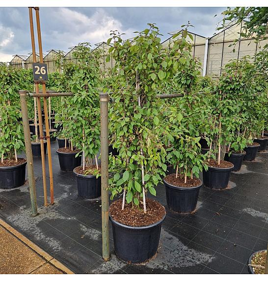 Callicarpa bodinieri Profusion C65 Lit. 150+ cm