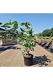 Calycanthus raulstonii Aphrodite C20 Lit. 80-100 cm