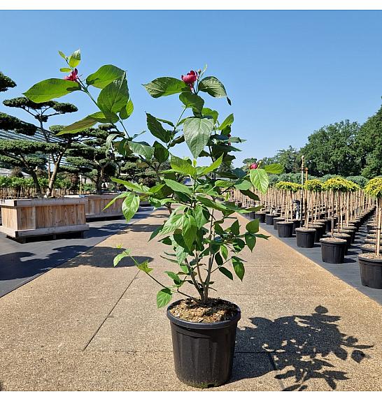 Calycanthus raulstonii Aphrodite C20 Lit. 80-100 cm