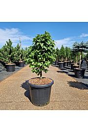 Carpinus betulus Monumentalis C25 Lit. 70-80 cm