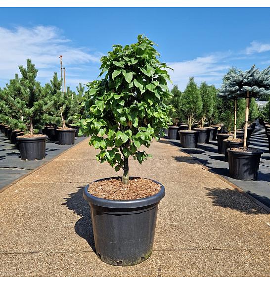 Carpinus betulus Monumentalis C25 Lit. 70-80 cm