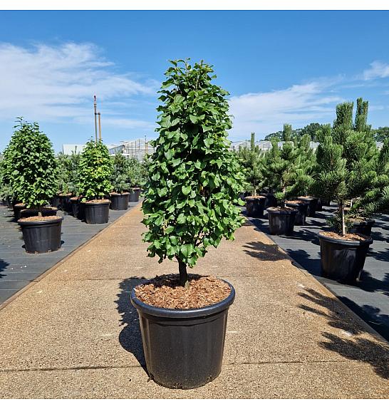Carpinus betulus Monumentalis C35 Lit. 80-90 cm