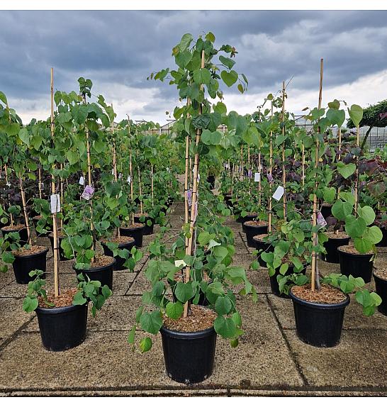 Cercis canadensis Lavender Twist C25 Lit. 125-150 cm