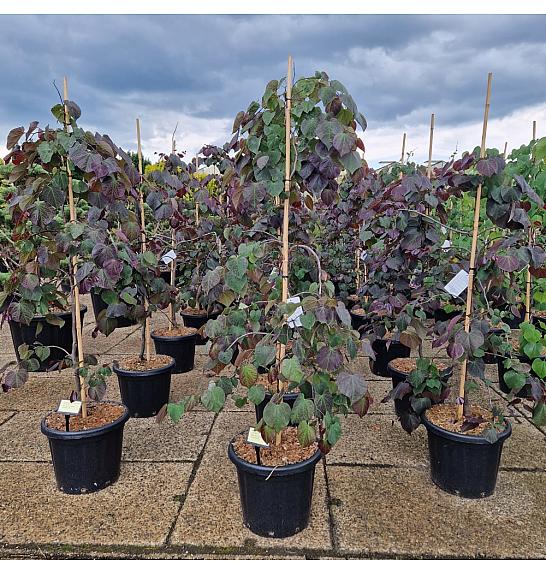 Cercis canadensis Ruby Falls C25 Lit. 125-150 cm