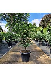 Euonymus alatus C25 Lit. 80+ cm