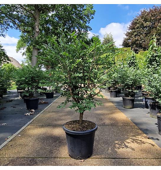 Euonymus alatus C25 Lit. 80+ cm