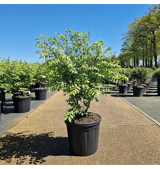 Euonymus alatus Compactus C20 Lit. 80+ cm