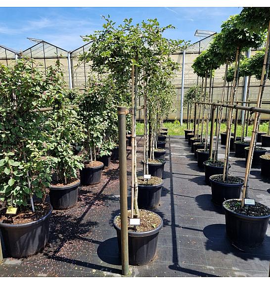 Fagus sylv. Rohan Green Weeping C45 Lit. Na steblu 150 cm