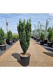 Ilex crenata Fastigiata C18 Lit. 80-90 cm