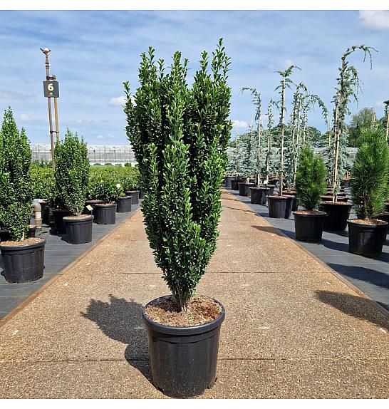 Ilex crenata Fastigiata C18 Lit. 80-90 cm