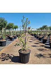 Magnolia Genie C18 Lit. 70-80 cm