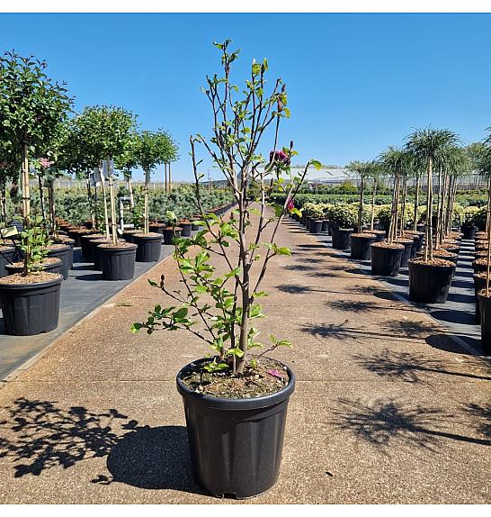 Magnolia Genie C18 Lit. 70-80 cm