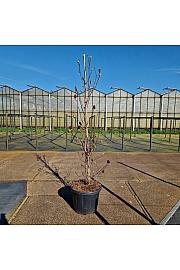 Magnolia Genie C45 Lit. 175-200 cm