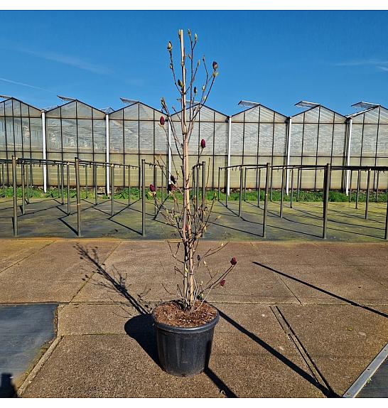 Magnolia Genie C45 Lit. 175-200 cm