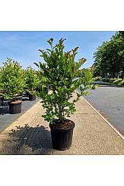 Magnolia loebneri Max Piroutte C20 Lit. 100-120 cm