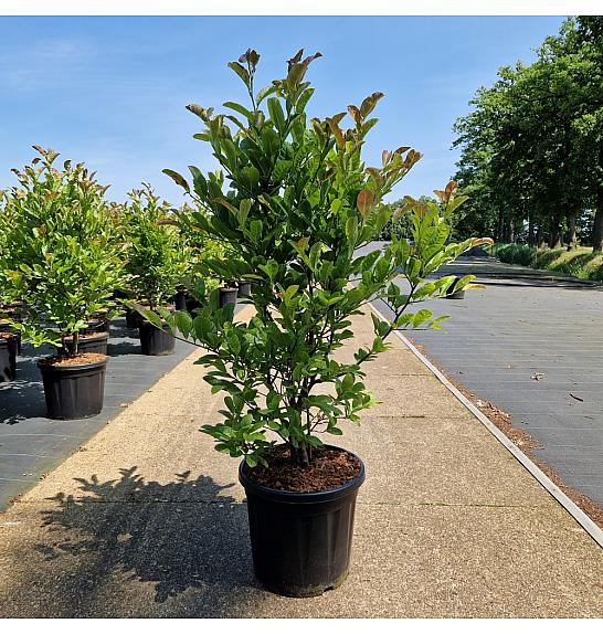 Magnolia loebneri Max Piroutte C20 Lit. 100-120 cm