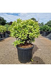 Osmanthus het. Goshiki C11 Lit. 35-40 cm Krogla