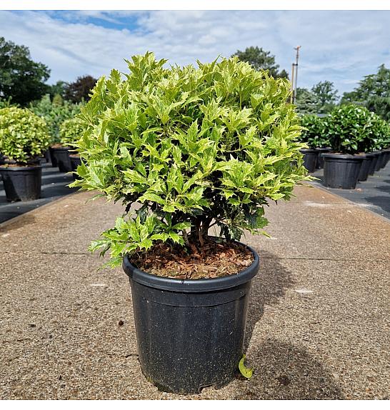 Osmanthus het. Goshiki C11 Lit. 35-40 cm Krogla
