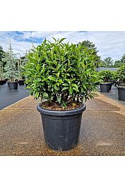 Prunus lusitanica Angustifolia C25 Lit. 45-50 cm