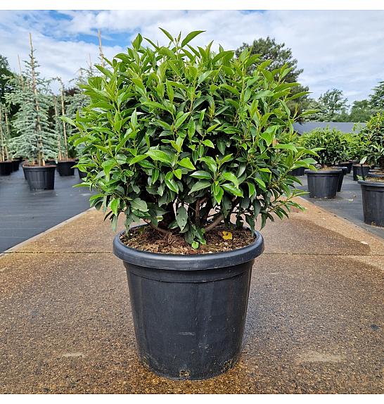 Prunus lusitanica Angustifolia C25 Lit. 45-50 cm