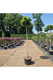 Quercus palustris Green Dwarf C45 Lit. Na steblu 180 cm