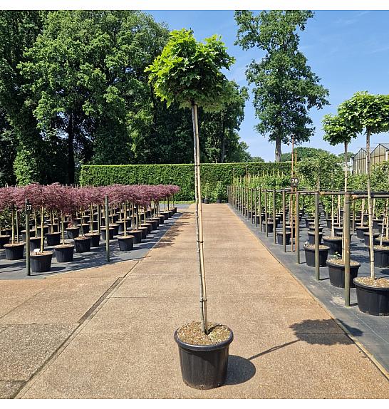 Quercus palustris Green Dwarf C45 Lit. Na steblu 180 cm