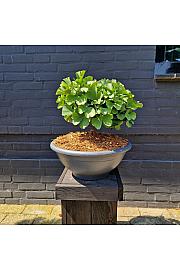 Ginkgo biloba Troll Skleda C10 30+ cm