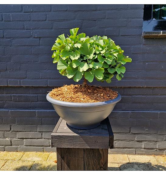 Ginkgo biloba Troll Skleda C10 30+ cm
