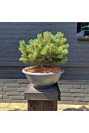 Pinus mugo March bowl 10 Lit. 35-40 cm