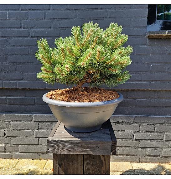 Pinus mugo March bowl 10 Lit. 35-40 cm