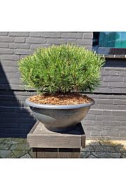 Pinus mugo Ophir bowl 10 Lit. 30-40 cm
