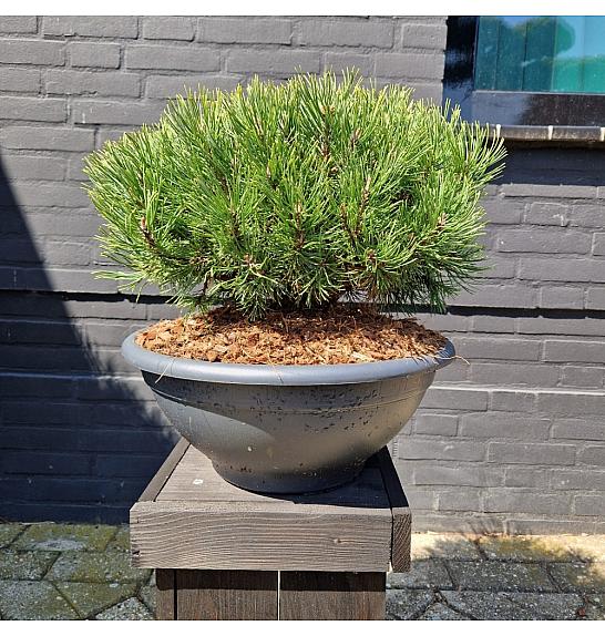 Pinus mugo Ophir bowl 10 Lit. 30-40 cm