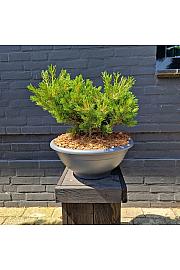 Pinus parviflora Linda bowl 10 Lit. 35-40 cm
