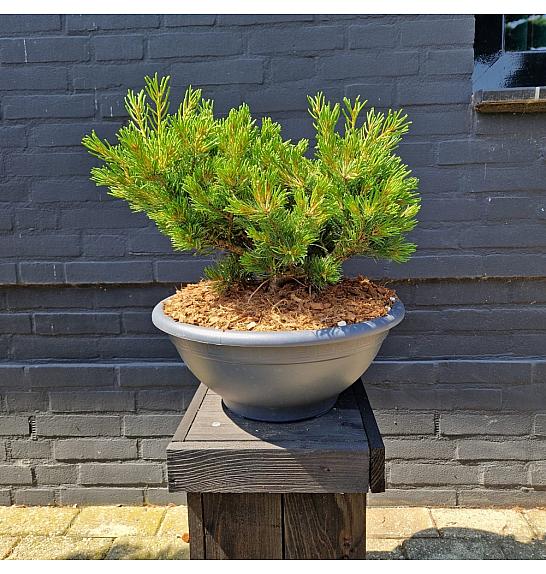 Pinus parviflora Linda bowl 10 Lit. 35-40 cm