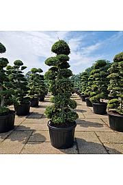Ilex crenata Kimne C180 Lit. 200-225 Bonsai