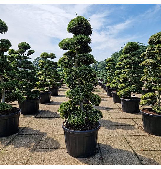 Ilex crenata Kimne C180 Lit. 200-225 Bonsai