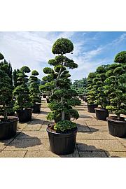 Ilex crenata Kimne C230 Lit. 220+ cm Bonsai