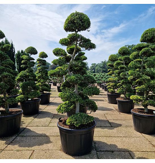 Ilex crenata Kimne C230 Lit. 220+ cm Bonsai