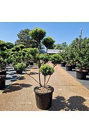 Ilex crenata Mutchagara C20 Lit. 100/+ cm Bonsai