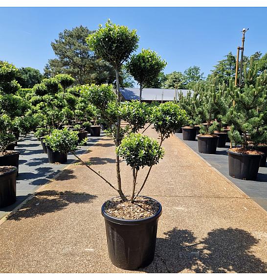 Ilex crenata Mutchagara C20 Lit. 100/+ cm Bonsai