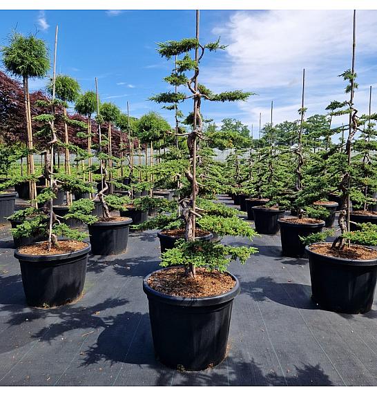 Juniperus comm. Green Carpet C45 Lit. 100-110 cm Bonsai