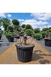 Pinus nigra Brepo C80 Lit. 90-100 cm Bonsai