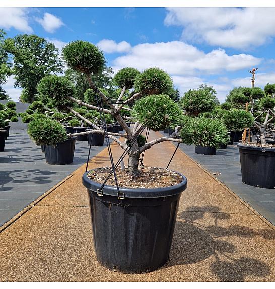 Pinus nigra Brepo C80 Lit. 90-100 cm Bonsai
