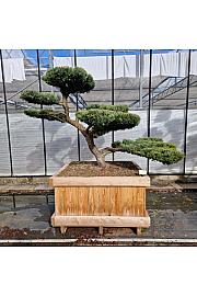 Juniperus media Hetzii v lesenem koritu 110x110 cm 150-175 cm Bonsai