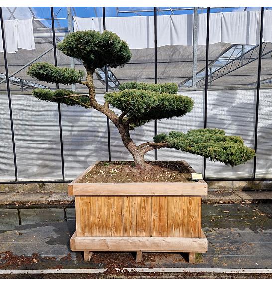 Juniperus media Hetzii v lesenem koritu 110x110 cm 150-175 cm Bonsai